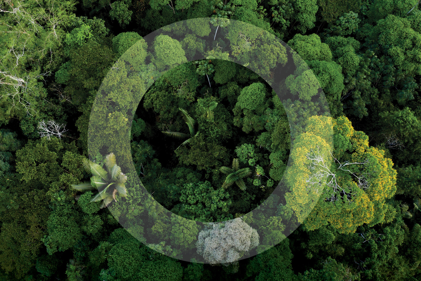 Esg Website Forest Image 1500X1000