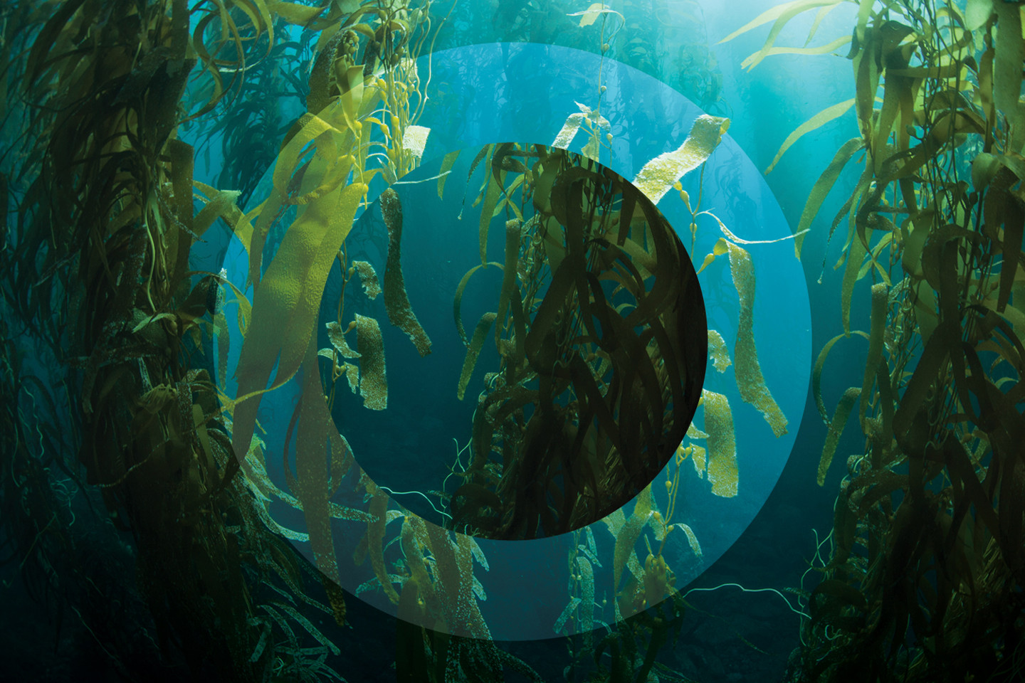 Esg Kelp Image 1500X1000