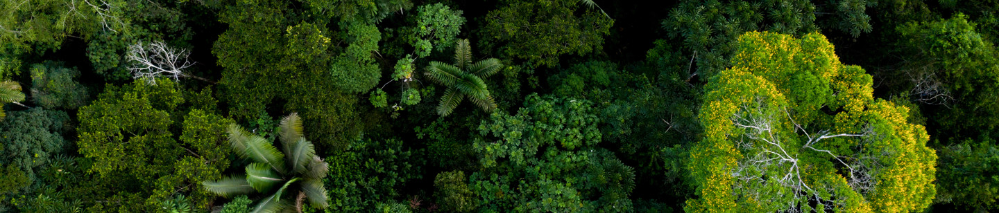 Forest Image