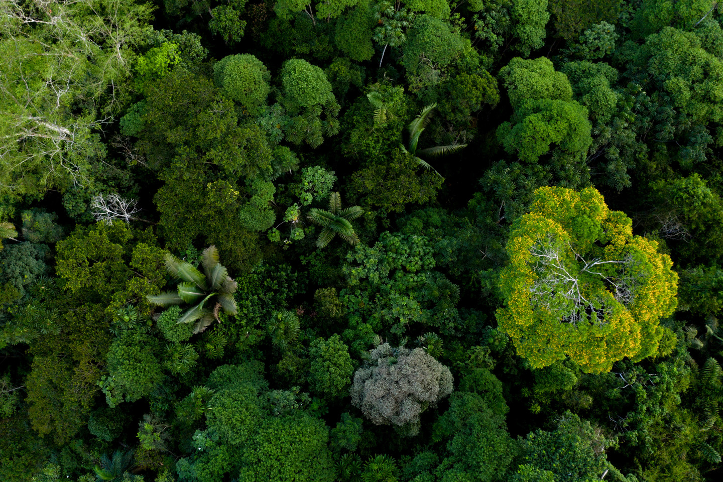 Forest Image