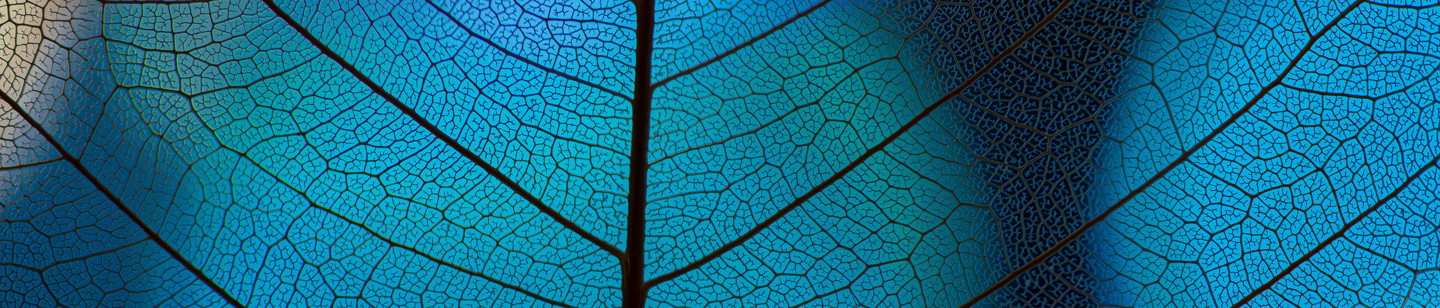 Leaf Image