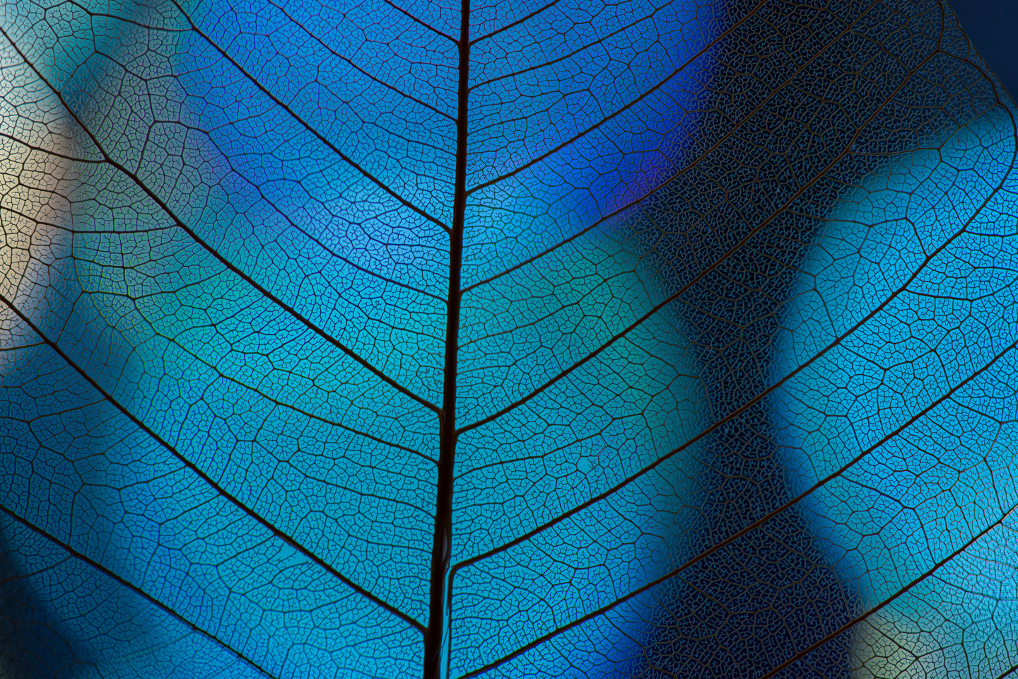 Leaf Image